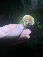 Phaeolus schweinitzii