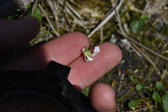 Viola macloskeyi