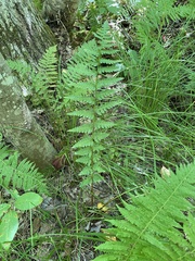 Dryopteris cristata