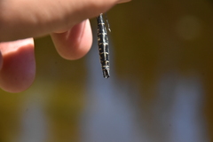 Somatochlora albicincta