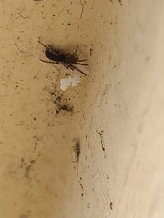Segestria senoculata