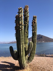 Pachycereus