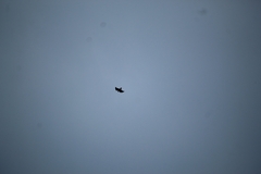 Buteo jamaicensis