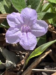 Ruellia humilis
