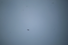 Buteo jamaicensis