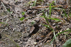 Proctacanthus milbertii