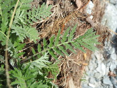 Descurainia tanacetifolia