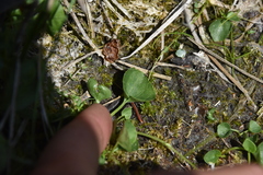 Viola macloskeyi