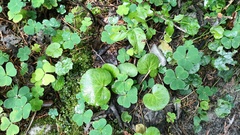 Asarum europaeum