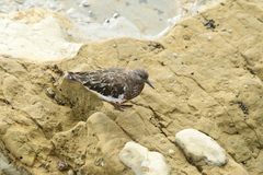 Arenaria melanocephala