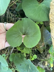 Asarum
