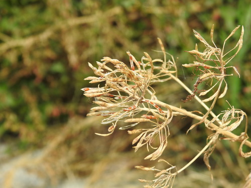 Descurainia tanacetifolia (Descurainia tanacetifolia)