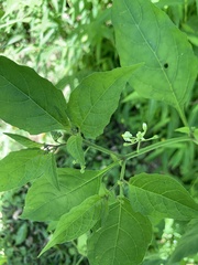 Solanum emulans