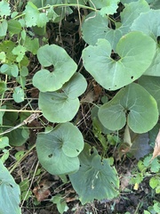 Asarum