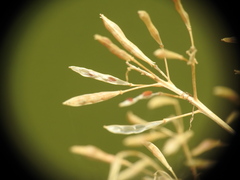 Descurainia tanacetifolia