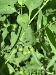 Solanum emulans