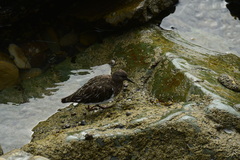 Arenaria melanocephala