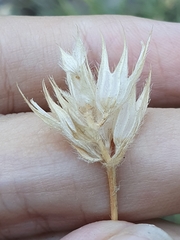 Bituminaria bituminosa