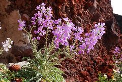 Matthiola sinuata