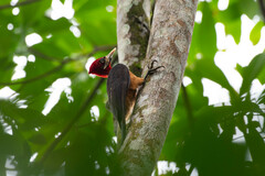 Campephilus rubricollis