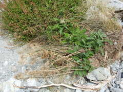 Descurainia tanacetifolia