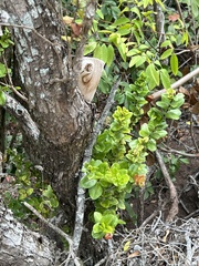 Metrosideros polymorpha