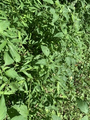 Solanum emulans