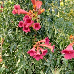 Campsis radicans