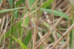 Phylloscopus trochilus trochilus