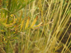 Descurainia tanacetifolia