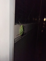 Tettigoniidae