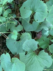 Asarum