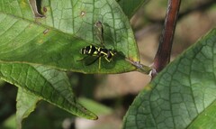 Xanthogramma pedissequum