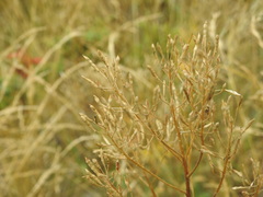 Descurainia tanacetifolia