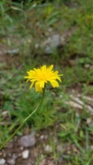 Pilosella piloselloides