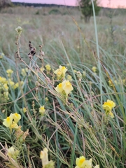 Linaria angustissima