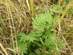 Descurainia tanacetifolia