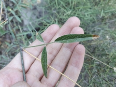 Bituminaria bituminosa