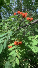 Sorbus aucuparia