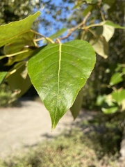 Populus trichocarpa