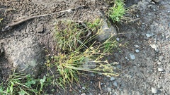 Juncus tenuis