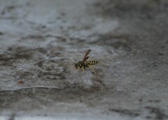 Polistes dominula