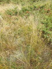 Descurainia tanacetifolia