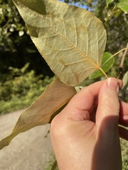Populus trichocarpa