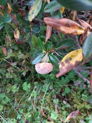 Exobasidium rhododendri