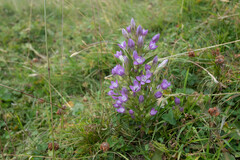 Gentianella