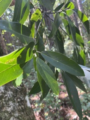 Quercus laurifolia