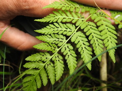 Dryopteris dilatata