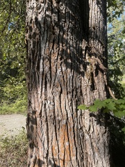 Populus trichocarpa