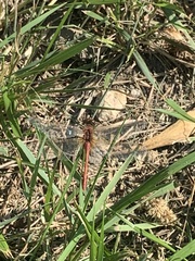 Sympetrum internum